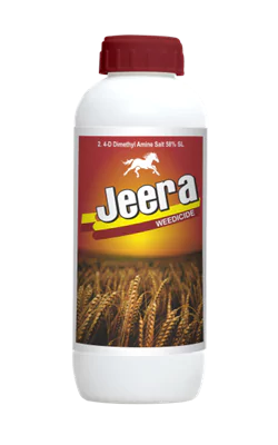 Jeera